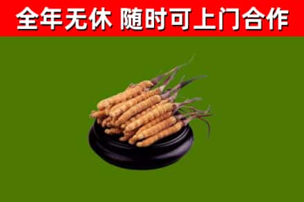 秦州区烟酒回收冬虫夏草.jpg