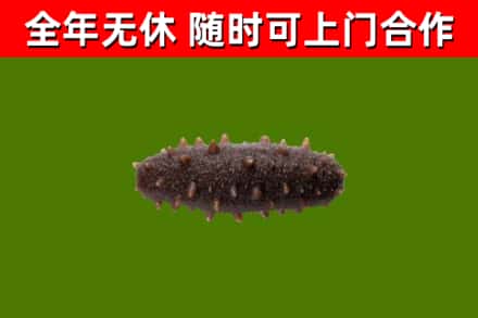 秦州区回收海参干